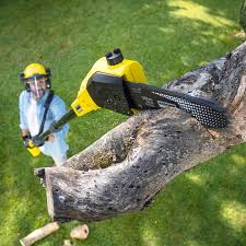 Why Choose Our Tree Removal Services in Lake Riverside, CA?