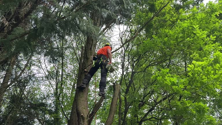 Reliable Lake Riverside, CA  Tree Services Solutions