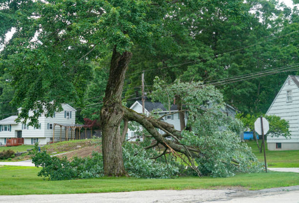 Best Emergency Tree Removal  in Lake Riverside, CA