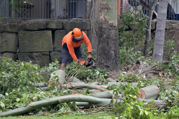 Best Tree and Shrub Care  in Lake Riverside, CA